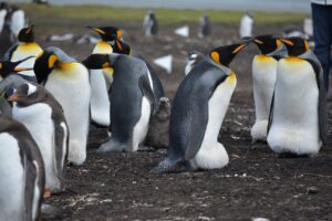 pinguïns overleden Beekse Bergen