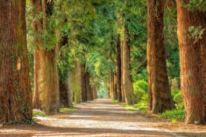 Giel Boes in hongerstaking voor de bomen: “Ze zijn de longen van onze aarde”