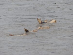 Waterleidingbreuk Helmond centrum: water spuit metershoog